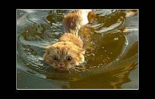 Pics of Funny Cats Photos Swiming in the pool