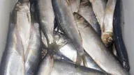 Ikan Capelin Gurih Dan Bernutrisi