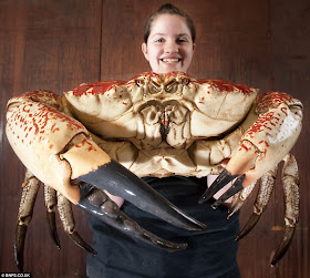 Claude is a 15-pound Tasmanian giant crab that was caught in Australia and now is in British aquarium., monster tasmanian king crab, tasmanian giant crab pictures