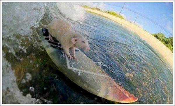 The Smallest Surfer