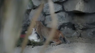 Gata adopta lince bebé rechazado por su madre