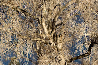 tree branches