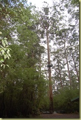 Centenial Tree