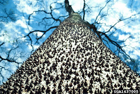 7 Pohon dengan Batang Duri Paling Berbahaya di Dunia - raxterbloom.blogspot.com