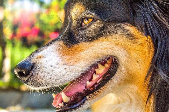 Why you should take care of your pet's teeth