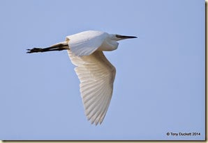 DSC_3822-001