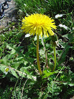 Pissenlit-Taraxacum officinale