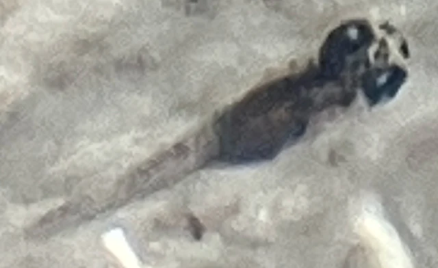 鉄仮面メダカ 稚魚 ２４日目