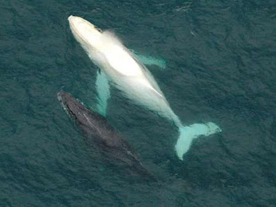 Migaloo, World's Only Completely White Humpback Whale World