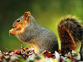 Squirrel Wallpapers