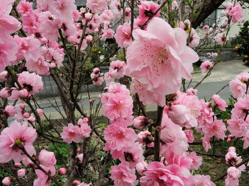 関門海峡 Today Kanmon Strait Today 17桜 盆栽の桜と桃の花