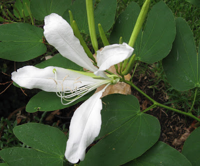 Annieinaustin, Bauhinia flower