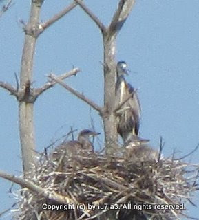 Great Blue Herons and Chicks