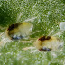 How do we know that our plants are damaged by spider mites?