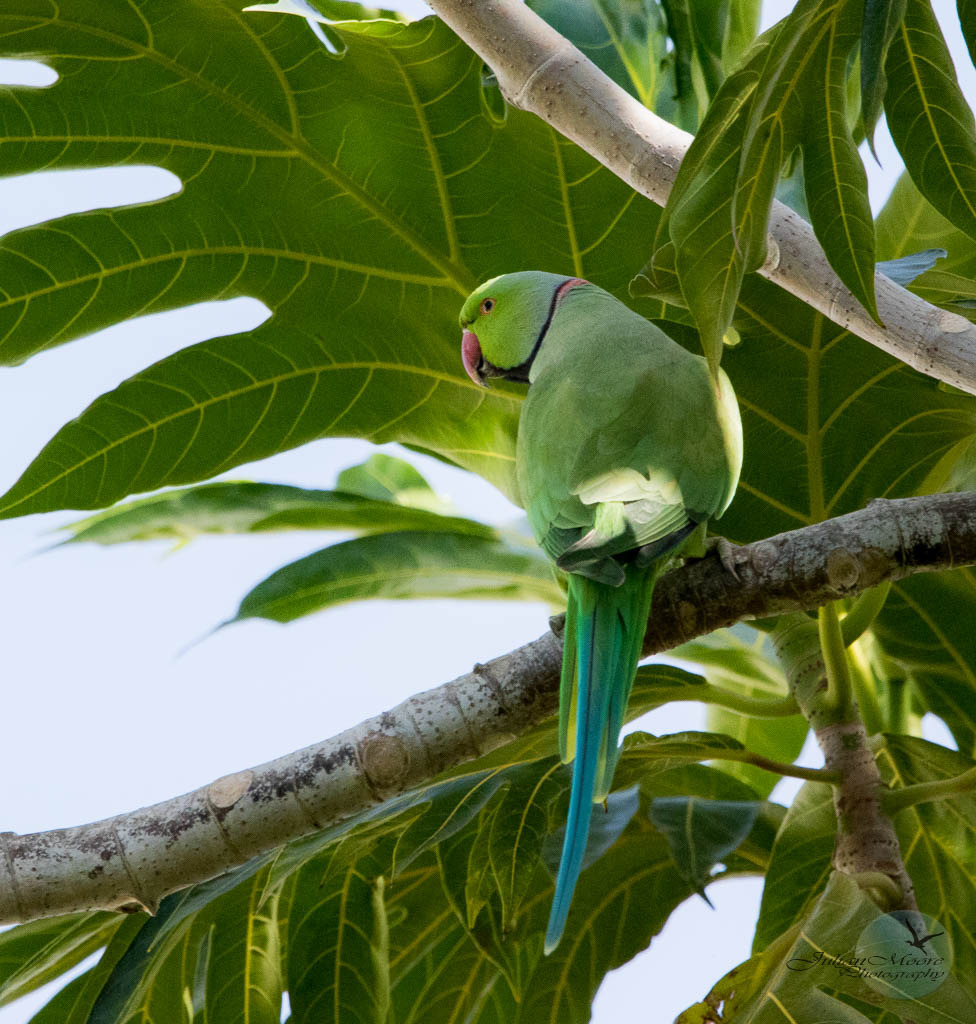 Rose-ringed Parakeets Pearl City Hawaii - FeederWatch