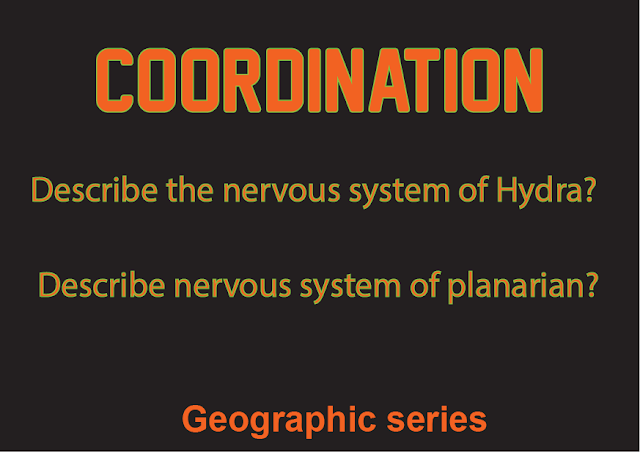 Coordination: NERVOUS SYSTEM OF HYDRA