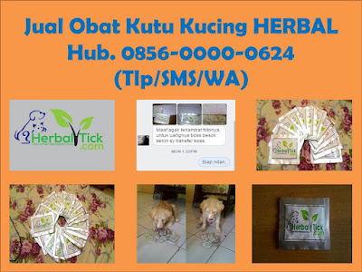 Obat Kutu Kucing