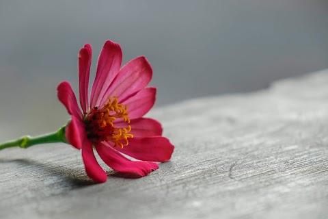 Pink Flowers On The Floor