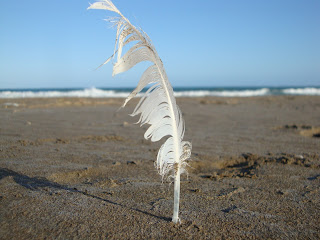 Pena de pássaro na areia da praia de Punta de La Banya