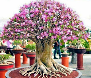 Benefits of Plant Adenium  For Health and Beauty