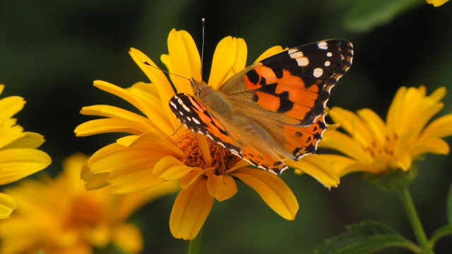 Summer Butterfly