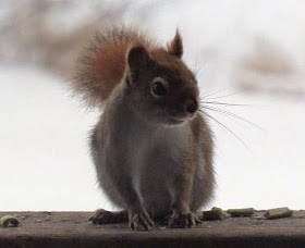 red squirrel