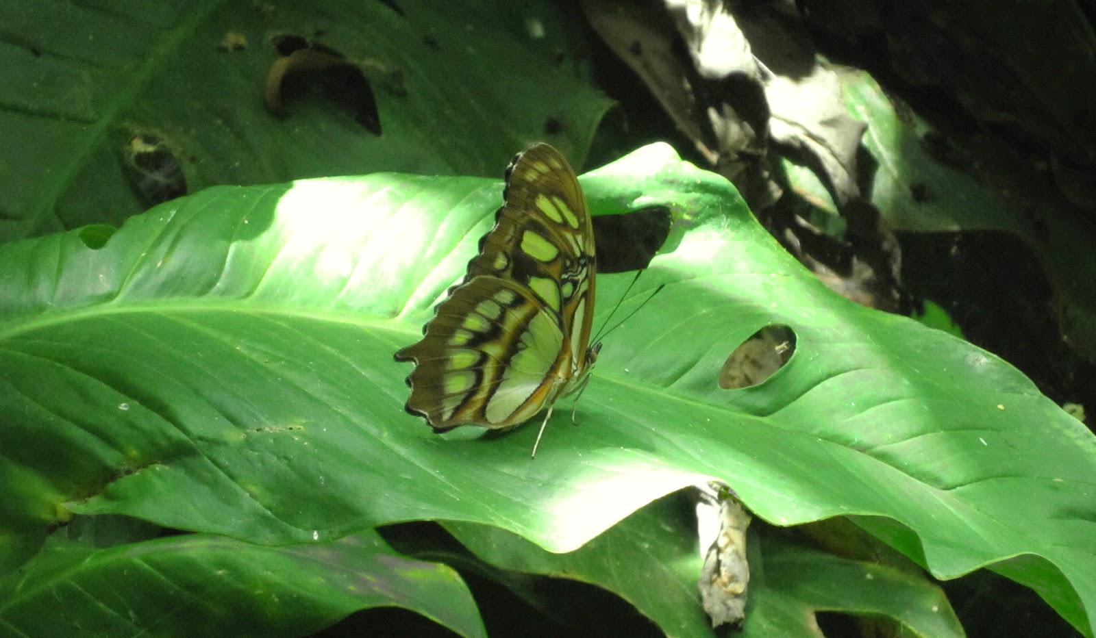 Mariposa en Ojo del Agua