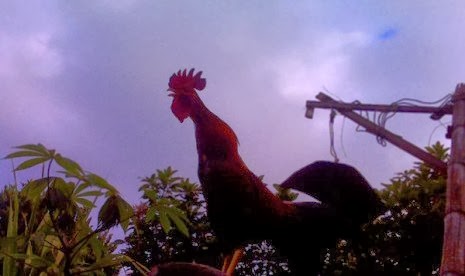 Mengapa Ayam Jantan berkokok Setiap Pagi Hari - SEGALA FAKTA