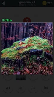 В лесу трухлявый пень весь покрыт зеленым мхом
