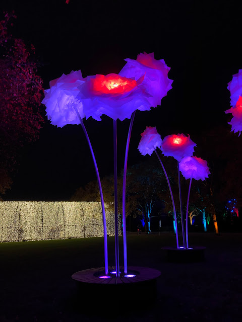 Peonies dance with changing light features at Lightscape 2021.