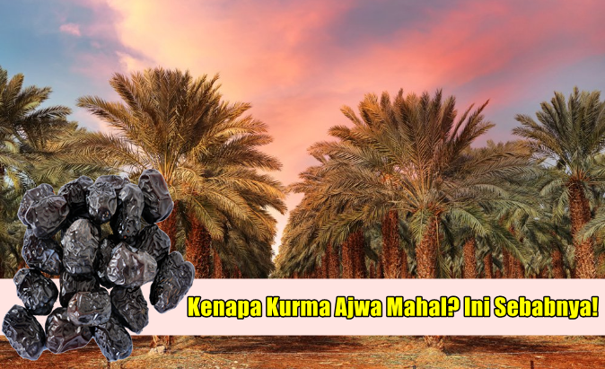 Patutlah Harga Kurma Ajwa Mahal & Popular, Ini Sebabnya!