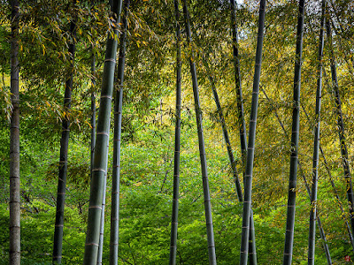 Bamboo grove: Kencho-ji