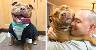 Pitbull agradece sua família com todos os tipos de sorrisos todos os dias por adotá-lo