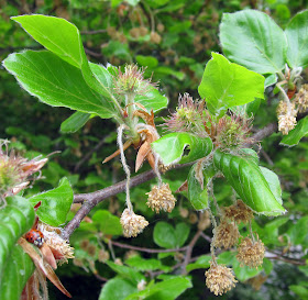 Flowers of the beech tree,  Fagus sylvatica. Coney Hall, 29 April 2011.  Lower left, out of focus, a harlequin ladybird, an invader species.