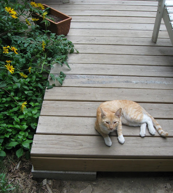 Closeup of stray cat on deck