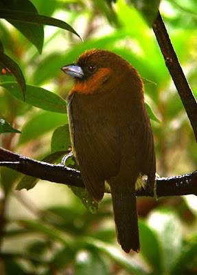 Cabezón cocora Semnornis frantzii