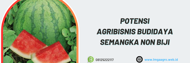 potensi,agrobisnis,agribisnis,budidaya,semangka non biji