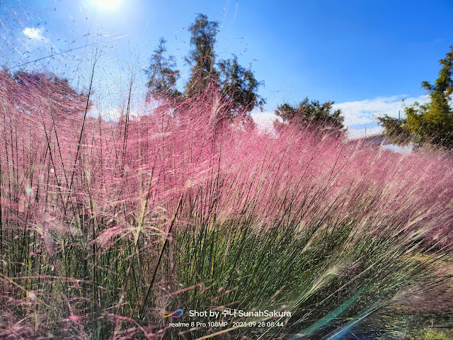 Pampas Grass dan Pink Muhly Grass di Daejeo Ecological Park, Busan