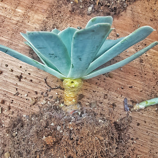 Succulent with dead leaves after removal