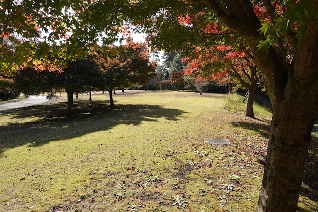 鳥取県西伯郡南部町鶴田 とっとり花回廊 桜の広場