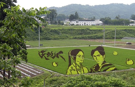 Japan Rice Fields (12)