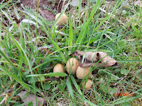 Les seuls champignons observés fin avril 2012