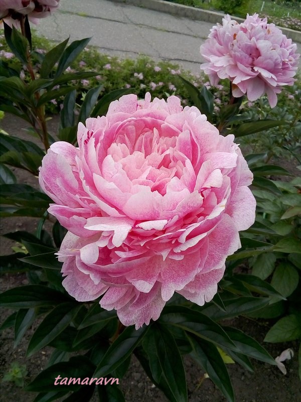 Пион 'The Fawn' (Paeonia 'The Fawn')