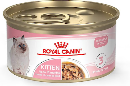 Jenis-Jenis Makanan Kucing Royal Canin