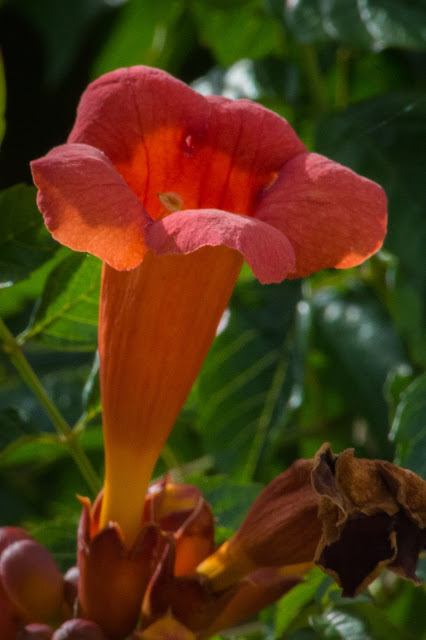 American Trumpet Vine