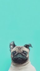 Cute Pug Wallpaper for iPhone and Android