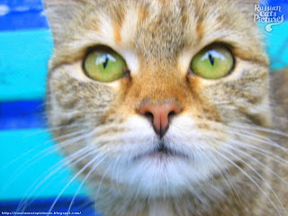 Green-Eyed Brown Mackerel Torbie Homeless Kitty