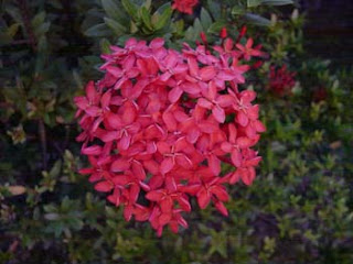 image flower, beatifull flower