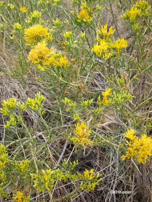 rabbitbrush