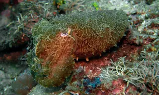 cuttlefish showing its camouflage capabilities.